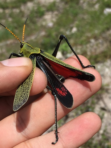 Romalea picticornis