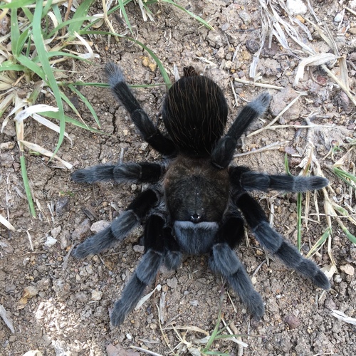 Mexican Black Velvet Tarantula