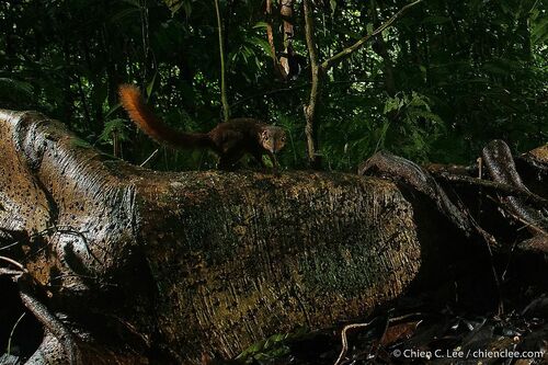 Painted Treeshrew (Tupaia picta) — Least Concern Mammalia