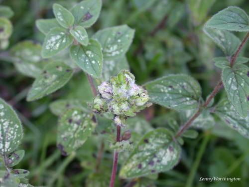 Aceria labiatiflorae