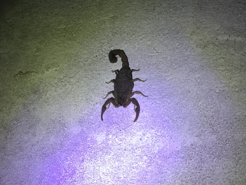Alligatorback Scorpion
