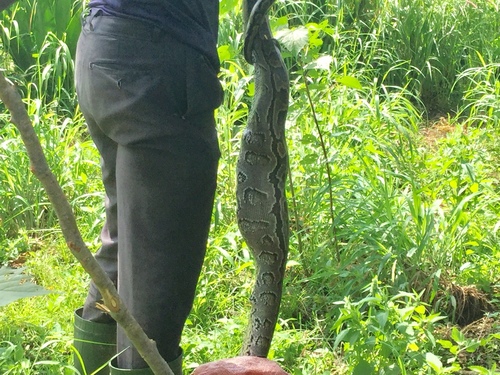 African Rock Python