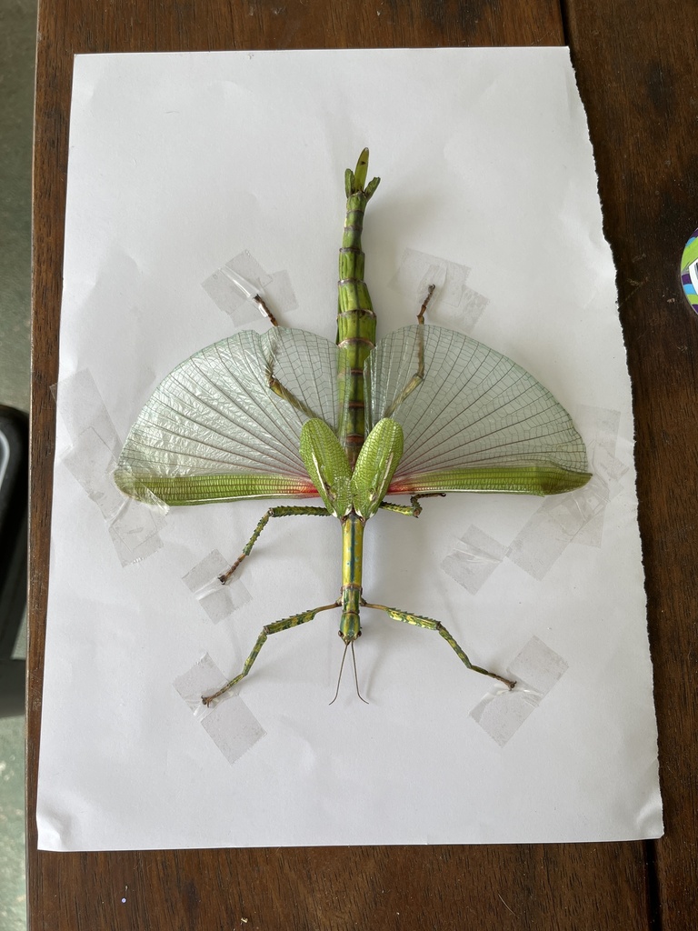 Goliath Stick Insect from Snapper St, Kawungan, QLD, AU on December 4 ...