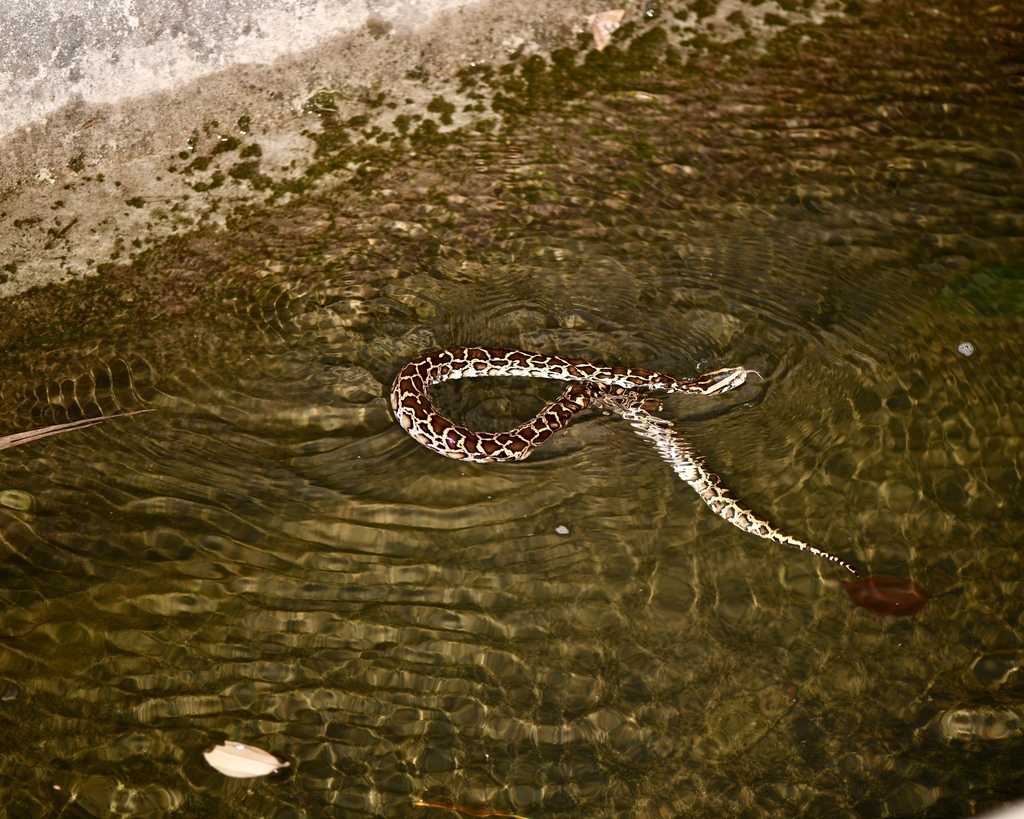 Burmese Python in September 2018 by dickypa · iNaturalist