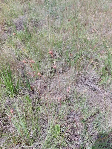 Kangaroo Grass