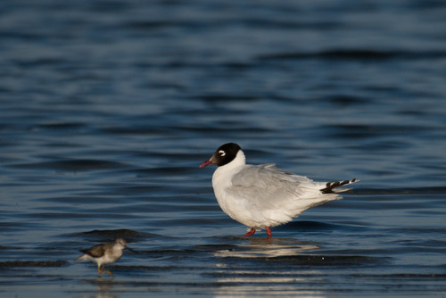 Relict Gull