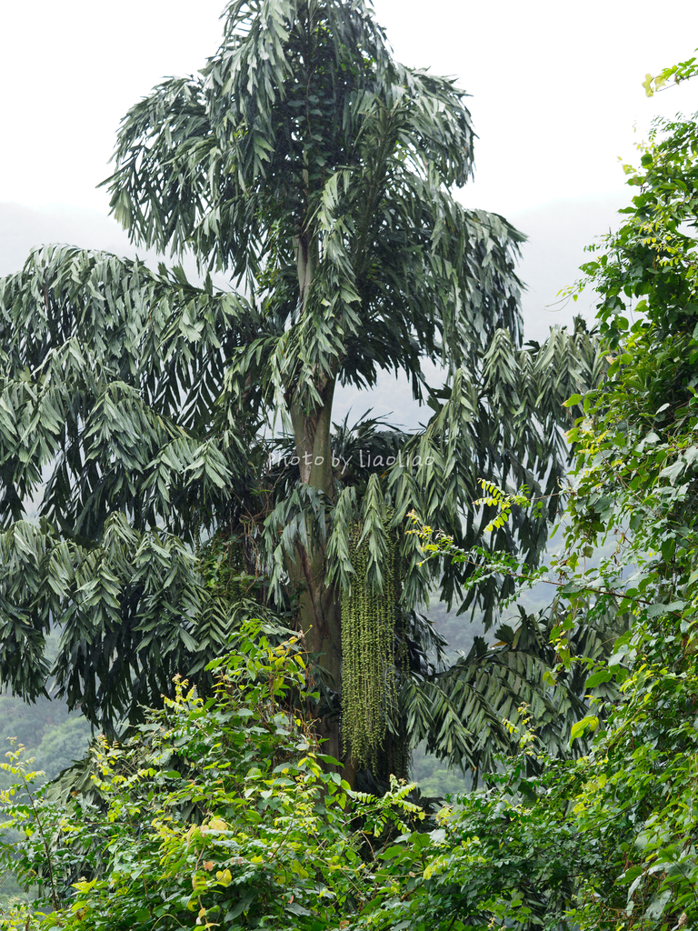 Caryota maxima (Caryota maxima)