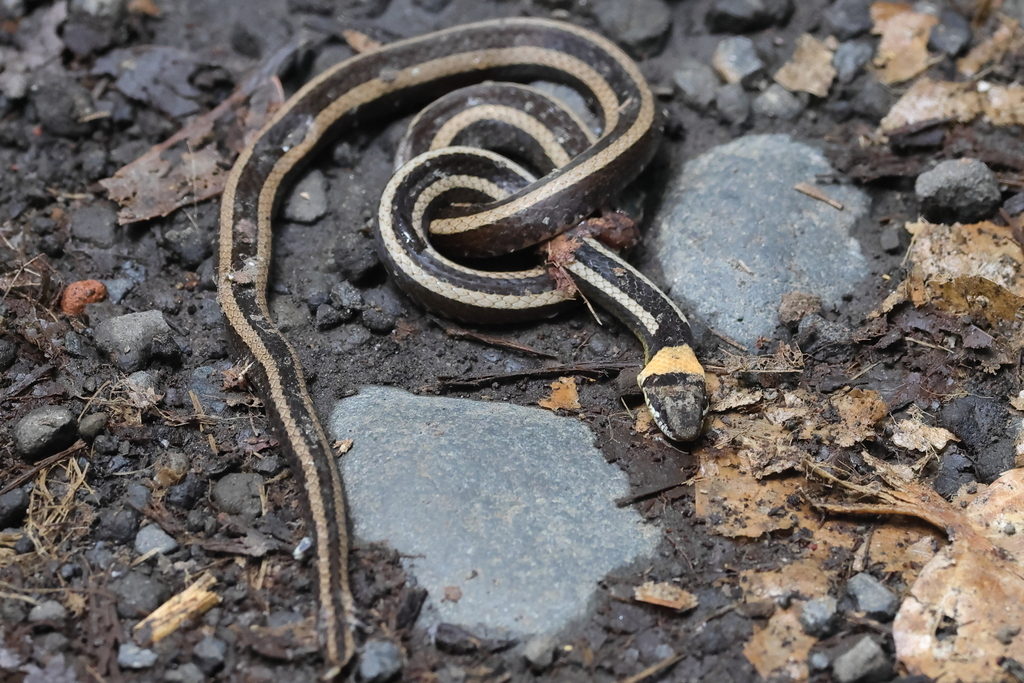 Boie's Many-tooth Snake from Alas Purwo National Park, East Java ...