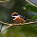 Black-throated Tit - Photo (c) Lucas Shiu, all rights reserved, uploaded by Lucas Shiu