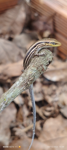 Heath's Small-headed Skink