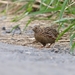 Japanese Quail - Photo (c) Lucas Shiu, all rights reserved, uploaded by Lucas Shiu