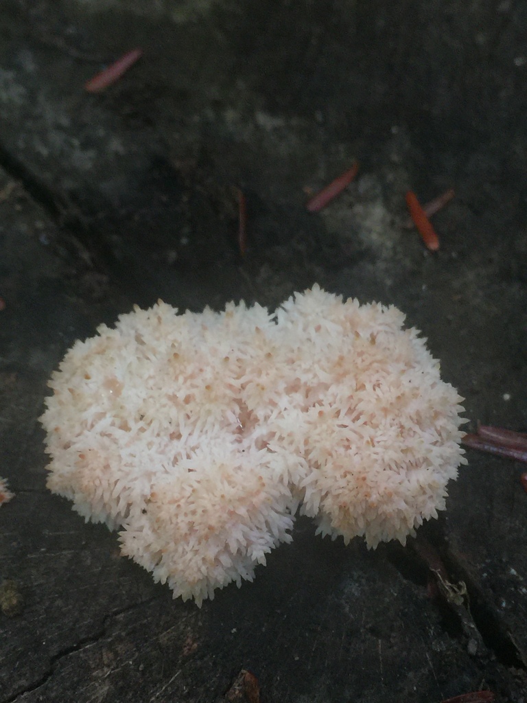 Lion S Mane Mushroom From Hockley Valley Provincial Nature Reserve   Large 