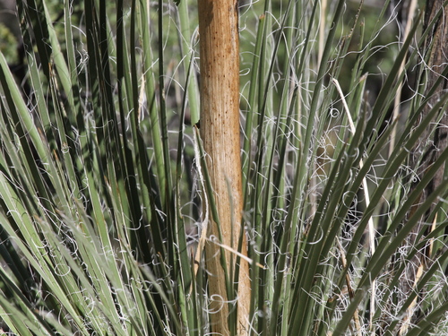 Yucca elata var. verdiensis