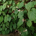 Begonia nantoensis - Photo (c) 林建融, todos los derechos reservados, uploaded by 林建融
