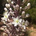 Drimia hesperia - Photo (c) jmenbol, todos los derechos reservados