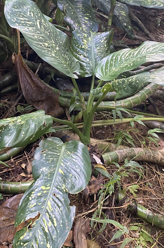 Dieffenbachia