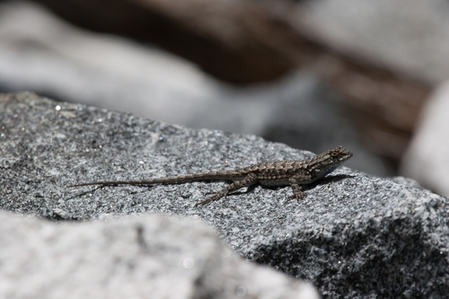 iNaturalist observation photo of Western Fence Lizard