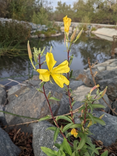 iNaturalist observation photo of tall evening primrose
