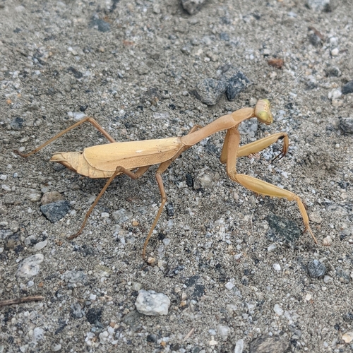 iNaturalist observation photo of Arizona Mantis