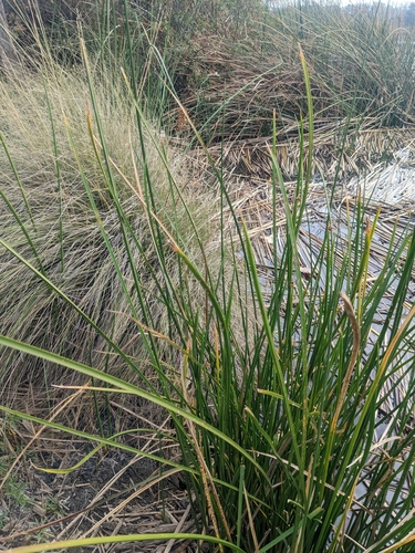 iNaturalist observation photo of American three-square bulrush