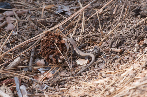 iNaturalist observation photo of Northern Alligator Lizard