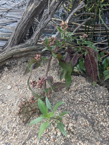 iNaturalist observation photo of marsh fleabane