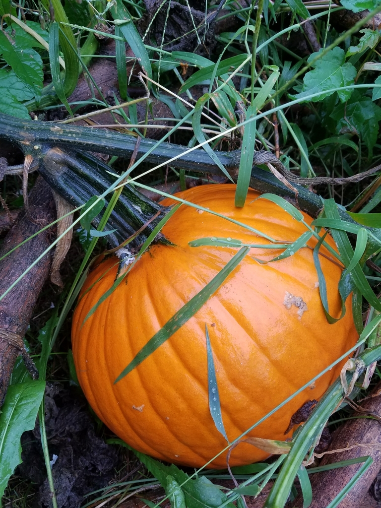 American pumpkin from 1338 Lochmeath Way, Camden Wyoming, DE 19934, USA on September 10, 2018 at