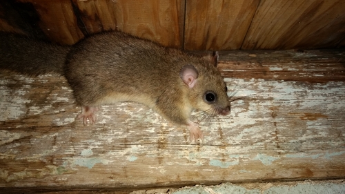 European Fat Dormouse