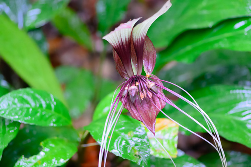 género Tacca · NaturaLista Colombia