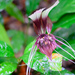 Tacca cristata - Photo (c) Mike Hooper, all rights reserved, uploaded by Mike Hooper