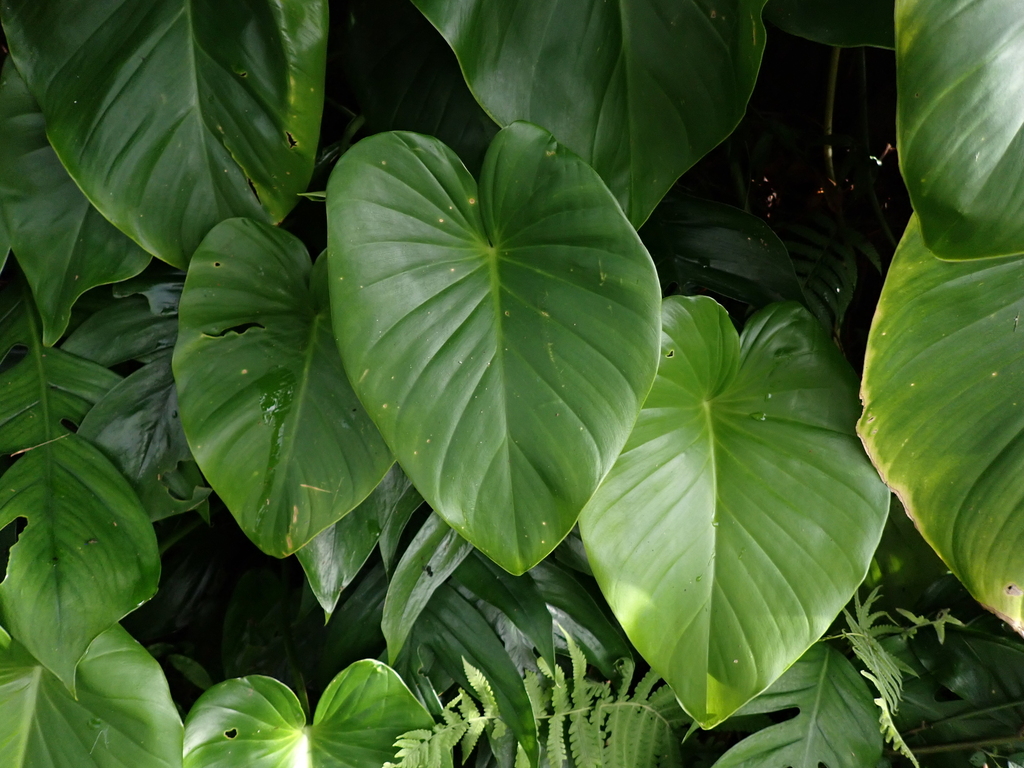 Corm Plants Examples In The Philippines