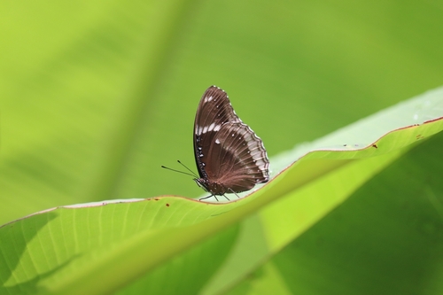 Great Eggfly