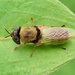 Odontomyia lutatius - Photo (c) 豆豆, all rights reserved, uploaded by 豆豆
