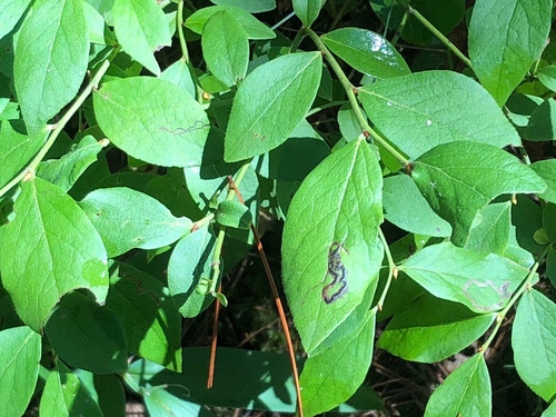 Stigmella corylifoliella