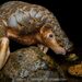 Chinese Pangolin - Photo (c) Artur Tomaszek, all rights reserved, uploaded by Artur Tomaszek
