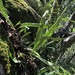 Lepisorus megasorus - Photo (c) naturalistchu, todos los derechos reservados, subido por naturalistchu