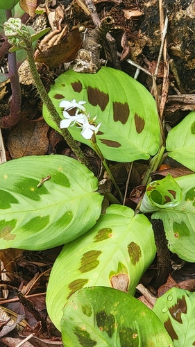 Maranta leuconeura