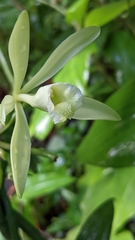 Vanilla planifolia image