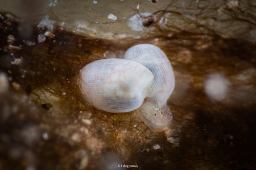 Genus Mimatys · iNaturalist
