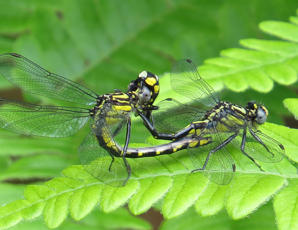 Spine-crowned Clubtail in June 2017 by Allen Barlow · iNaturalist