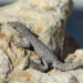 Cretan Thin-toed Gecko - Photo (c) Ilias Strachinis, all rights reserved, uploaded by Ilias Strachinis