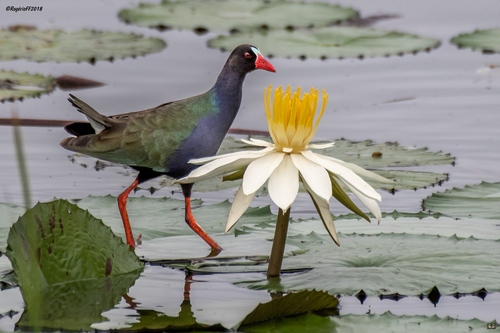 Allen's Gallinule