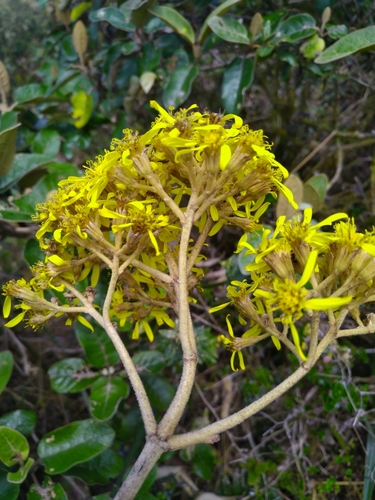 Gynoxys Validifolia · INaturalist Canada