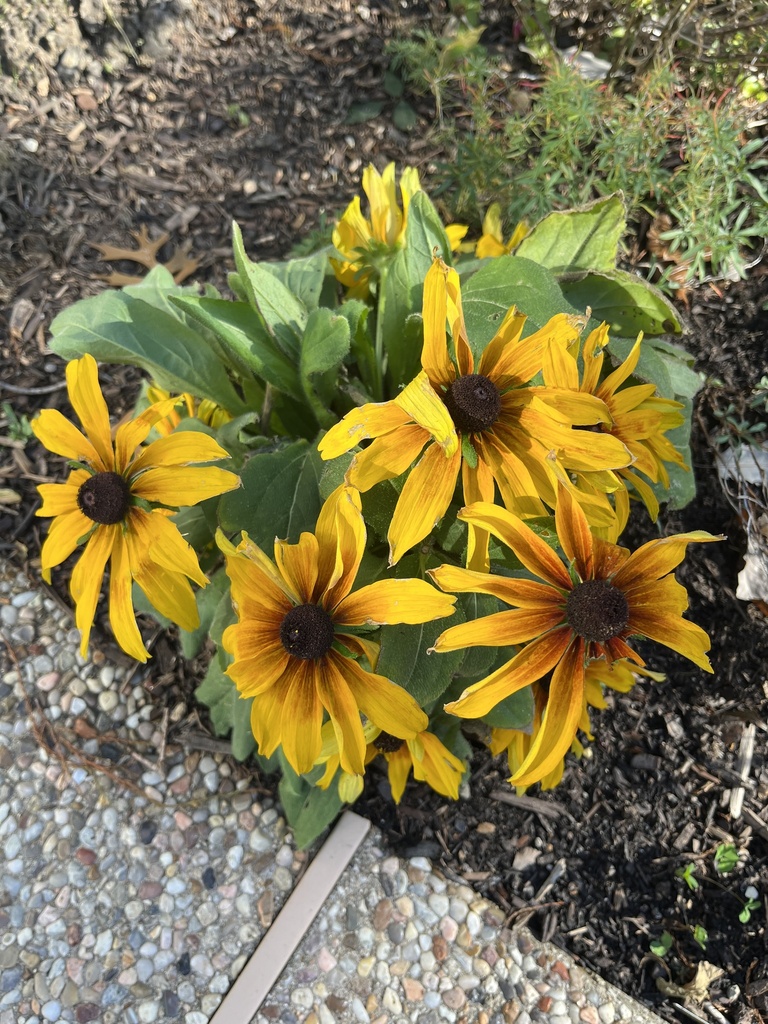 blackeyed Susans and coneflowers from Fairway Vista Dr, McKinney, TX