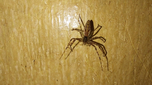 Peucetia rubrolineata