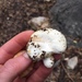 Russula galileensis - Photo (c) טל שאול, all rights reserved, uploaded by טל שאול