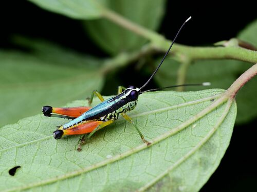 Meltripata chloronema · iNaturalist
