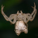 Frilled Orbweaver - Photo (c) Joseph Connors, all rights reserved, uploaded by Joseph Connors