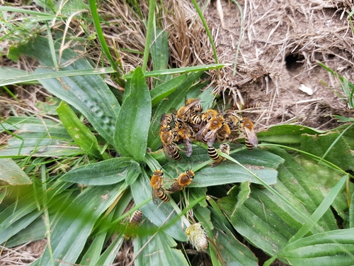 Ivy Cellophane Bee