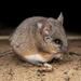 California Mouse - Photo (c) Winsten Slowswakey, all rights reserved, uploaded by Winsten Slowswakey